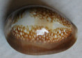 /products/cypraea-caputophidii-1-f-a-schilder-1927/